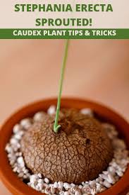 Attēlu rezultāti vaicājumam “Trichia erecta stalked”