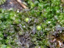 Attēlu rezultāti vaicājumam “Fossombronia foveolata sporophyte”