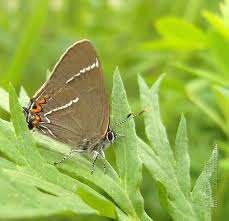 Attēlu rezultāti vaicājumam “Satyrium w-album”