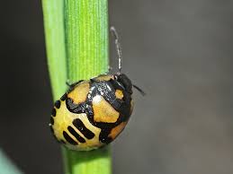 Attēlu rezultāti vaicājumam “Tritomegas bicolor nymph”
