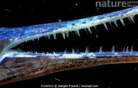 Attēlu rezultāti vaicājumam “Belone belone”