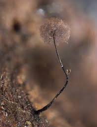 Attēlu rezultāti vaicājumam “Collaria arcyrionema spores”