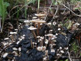 Attēlu rezultāti vaicājumam “Collybia tuberosa”