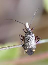 Attēlu rezultāti vaicājumam “Closterotomus biclavatus”