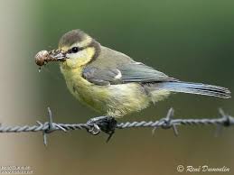 Attēlu rezultāti vaicājumam “Cyanistes caeruleus juvenile”