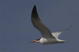 Attēlu rezultāti vaicājumam “Hydroprogne caspia”