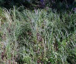 Attēlu rezultāti vaicājumam “Carex atherodes”