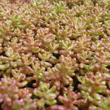Image result for Sedum album `Coral Carpet`