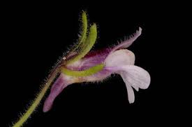 Attēlu rezultāti vaicājumam “Microrrhinum minus”