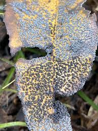 Attēlu rezultāti vaicājumam “Lindbladia tubulina macro”