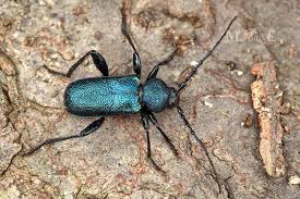 Attēlu rezultāti vaicājumam “Callidium violaceum”