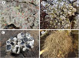 Attēlu rezultāti vaicājumam “Cliostomum corrugatum”