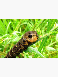 Attēlu rezultāti vaicājumam “Deilephila elpenor larva”