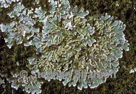 Attēlu rezultāti vaicājumam “Physconia enteroxantha”