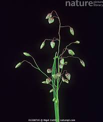 Attēlu rezultāti vaicājumam “Briza media flower”