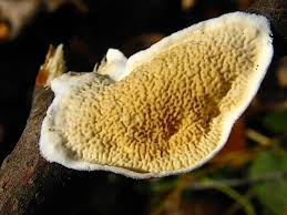 Attēlu rezultāti vaicājumam “Leucogyrophana mollusca”