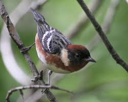 Image result for Dendroica castanea