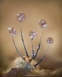 Attēlu rezultāti vaicājumam “Physarum psittacinum spores”