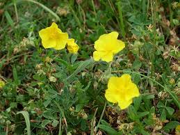 Attēlu rezultāti vaicājumam “Helianthemum nummularium leaf”