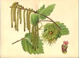 Attēlu rezultāti vaicājumam “Corylus colurna”