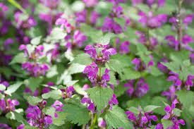 Attēlu rezultāti vaicājumam “Lamium maculatum flower”