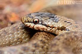 Attēlu rezultāti vaicājumam “Coronella austriaca”