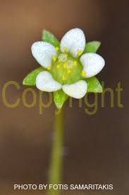 Attēlu rezultāti vaicājumam “Saxifraga cymbalaria flower”