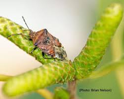 Attēlu rezultāti vaicājumam “Elasmucha grisea”