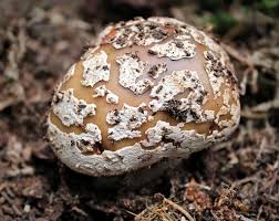 Attēlu rezultāti vaicājumam “Amanita excelsa”