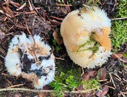 Attēlu rezultāti vaicājumam “Postia ptychogaster”