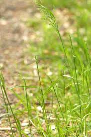 Attēlu rezultāti vaicājumam “Poa nemoralis”