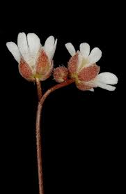 Attēlu rezultāti vaicājumam “Erophila verna fruit”