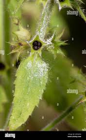 Attēlu rezultāti vaicājumam “Stachys palustris fruit”