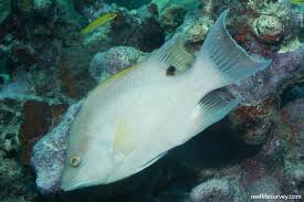 Image result for Lachnolaimus maximus