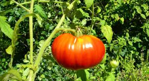 Afbeeldingsresultaat voor earliana tomato