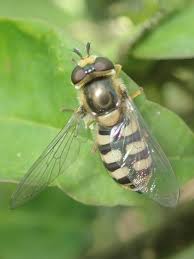 Attēlu rezultāti vaicājumam “Eupeodes corollae”