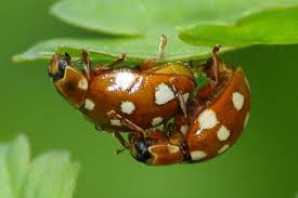 Attēlu rezultāti vaicājumam “Calvia quatuordecimguttata”