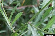 Attēlu rezultāti vaicājumam “Centaurea jacea leaf”