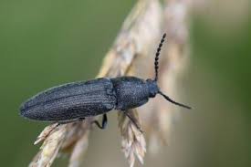 Attēlu rezultāti vaicājumam “Cidnopus aeruginosus”