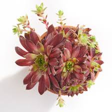 Image result for echtes Hauswurz