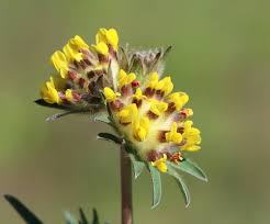 Image result for Anthyllis vulneraria
