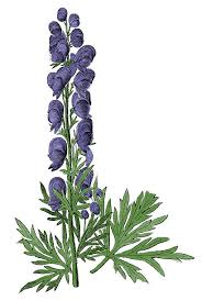 Attēlu rezultāti vaicājumam “Aconitum napellus flower”