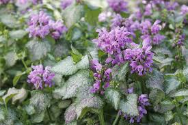 Attēlu rezultāti vaicājumam “Lamium maculatum”