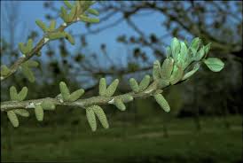 Attēlu rezultāti vaicājumam “Juglans cinerea flower”