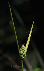 Attēlu rezultāti vaicājumam “Carex globularis”