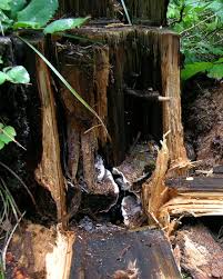 Attēlu rezultāti vaicājumam “Heterobasidion annosum”