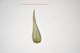 Attēlu rezultāti vaicājumam “Amblystegium serpens sporophyte”