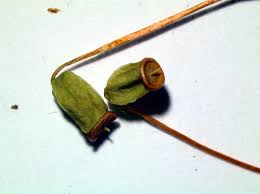 Attēlu rezultāti vaicājumam “Polytrichum commune sporophyte”