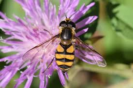 Attēlu rezultāti vaicājumam “Didea alneti”