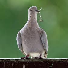 Attēlu rezultāti vaicājumam “Columbiformes”